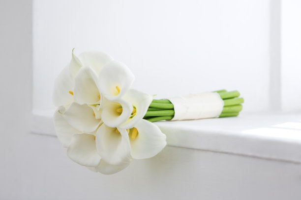 zantedeschia