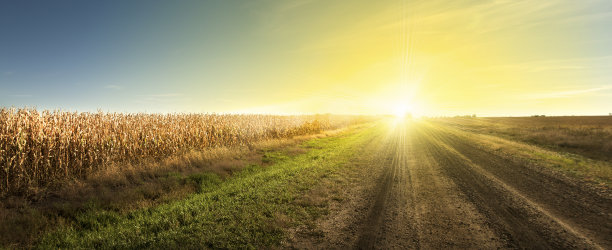 harvest