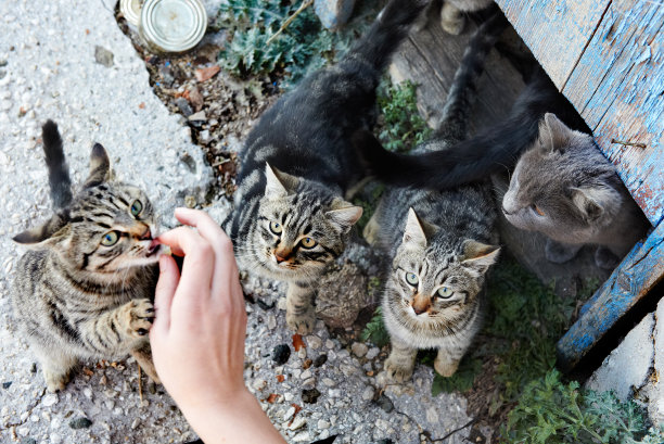 stray