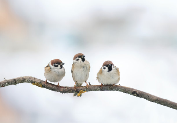 sparrow