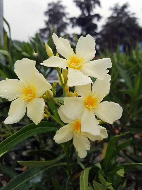 夹竹桃开花