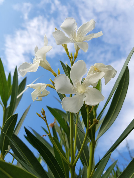 oleander