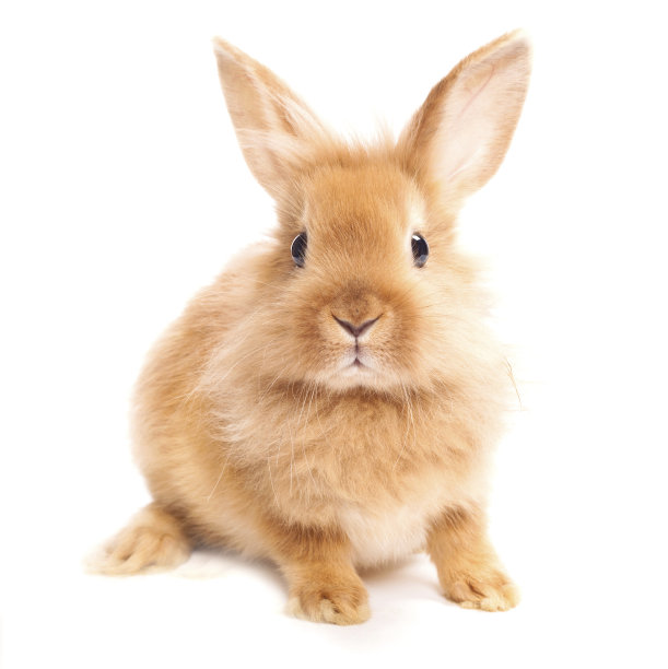 rabbit