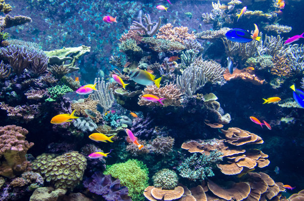 水族箱珊瑚礁
