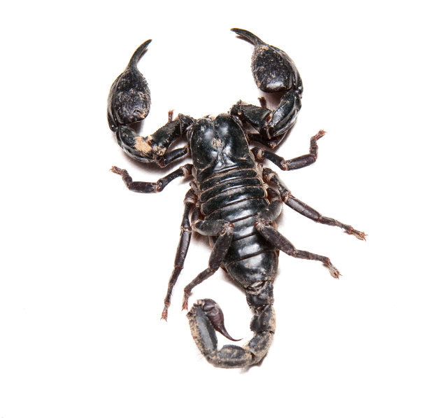scorpio