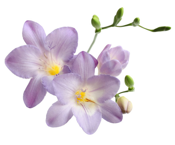 freesia
