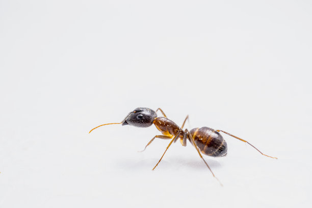 一只棕褐色蚂蚁