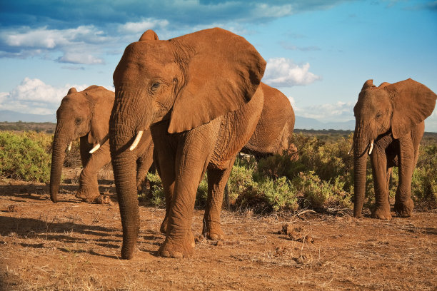 elephant