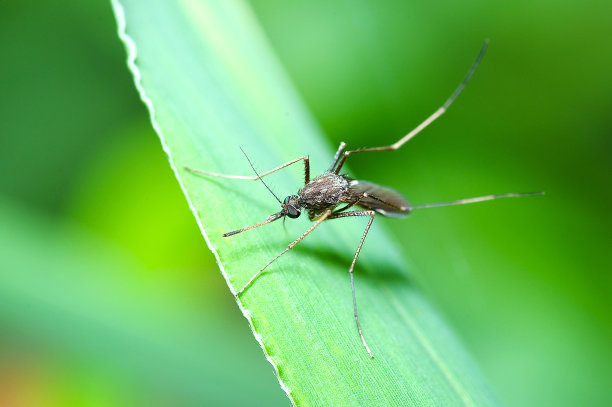 mosquito