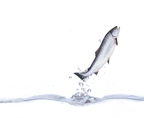 salmo