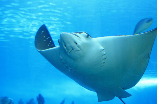 stingray