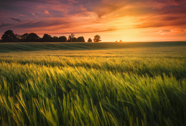 triticum