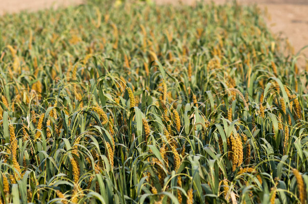 millet