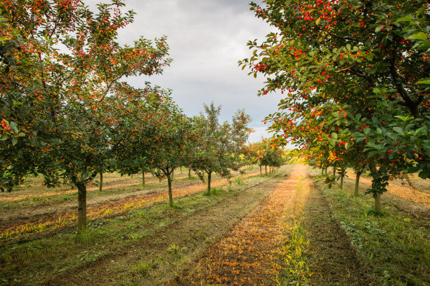 orchard
