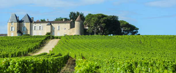 vineyard