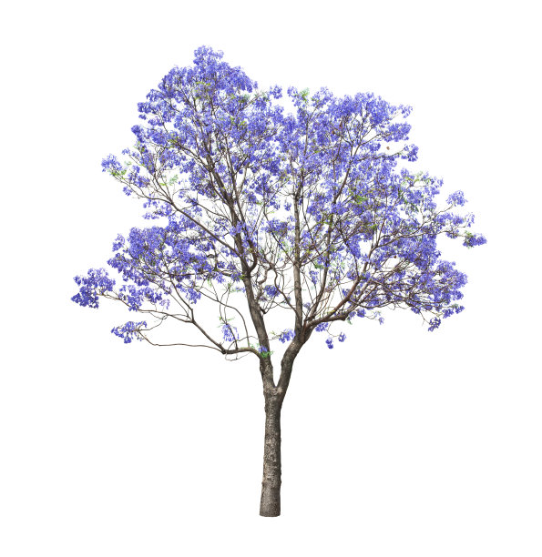 jacaranda