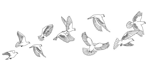 pigeon