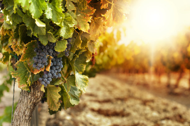 vineyard