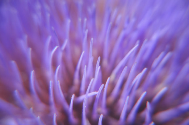 artichoke