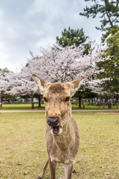 京都小鹿