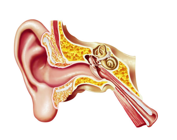 ear