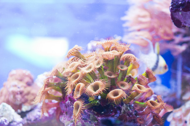 corals