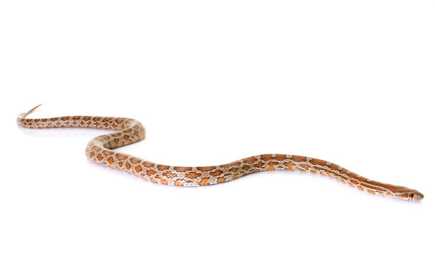 玉米纹蛇