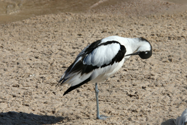 avocet
