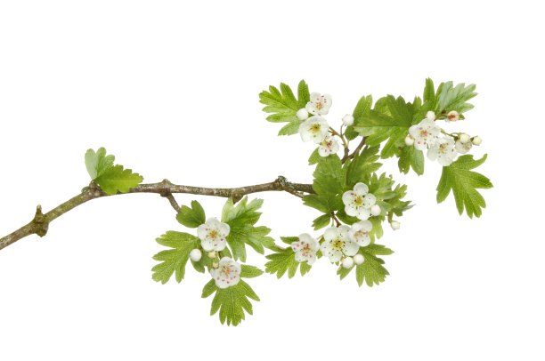 branch