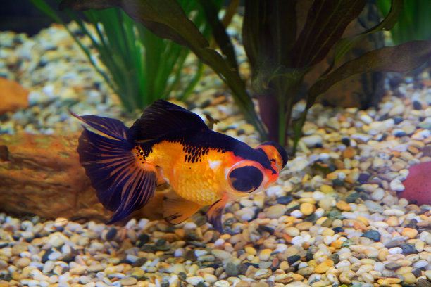 carassius