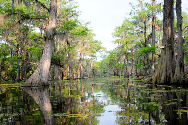 swamp