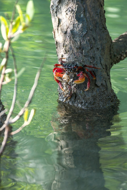 美洲螯虾