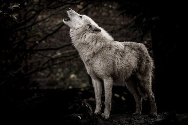 wildlife