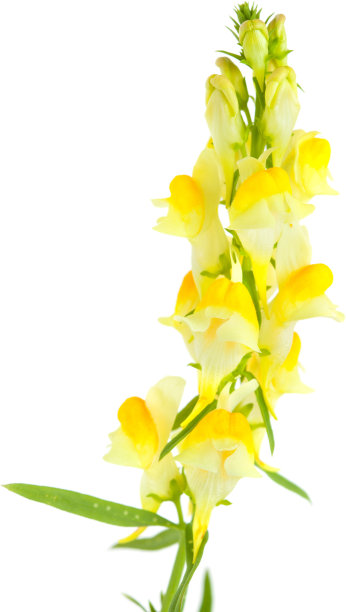 snapdragon