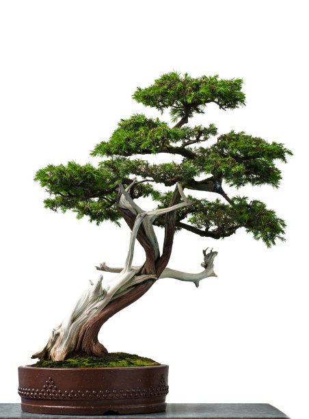 bonsai