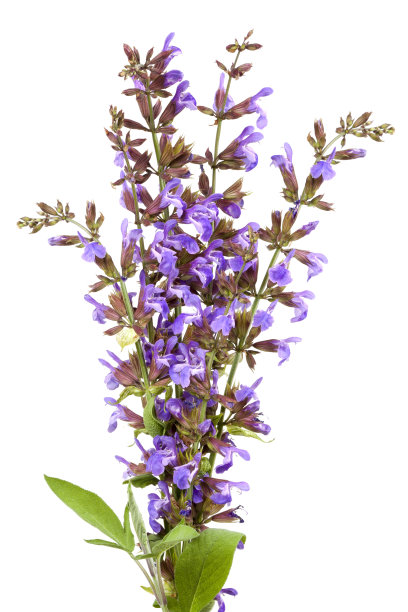 sage