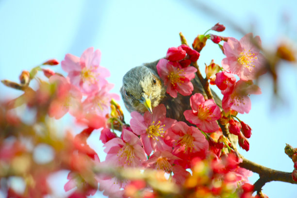 鲜花雀梅