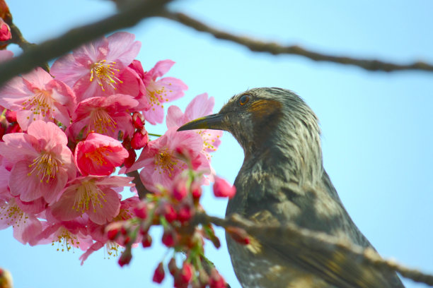 鲜花雀梅