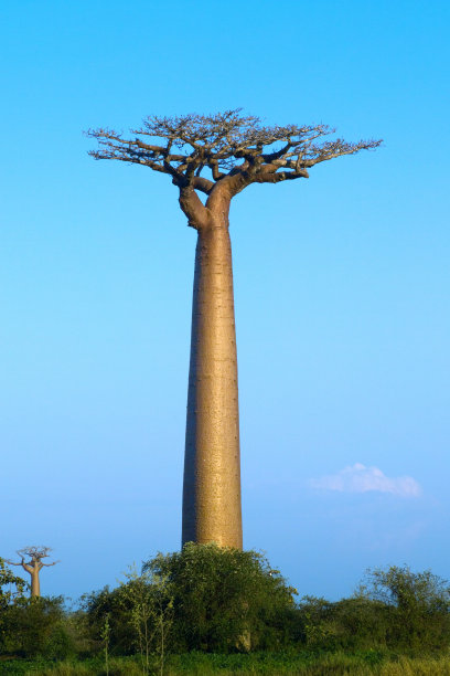 baobab