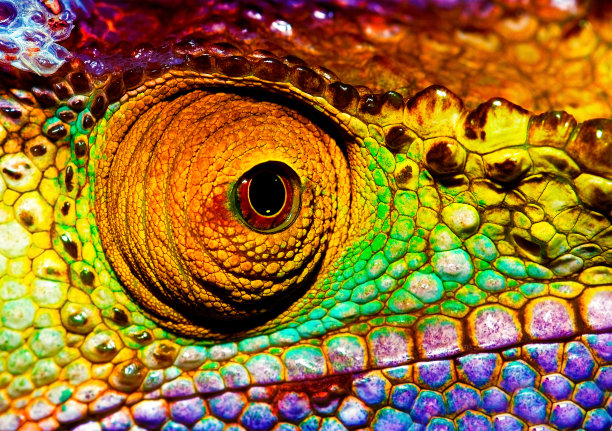 chamaeleon
