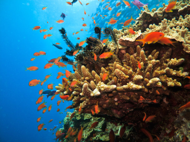 corals