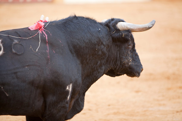 toro