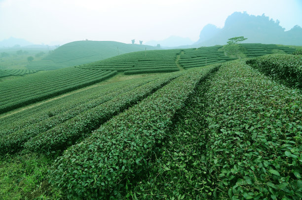 tea