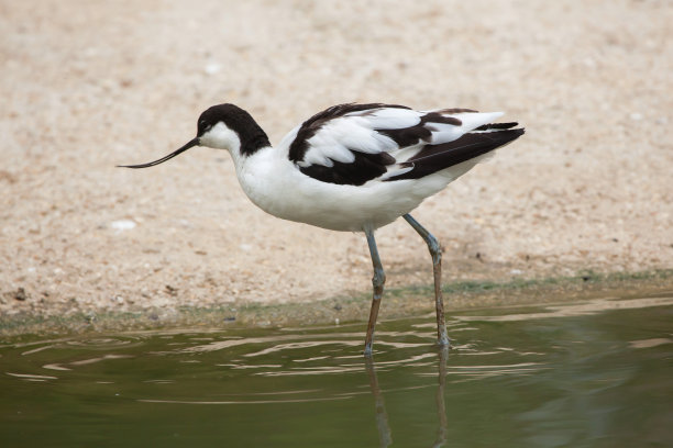 avocet