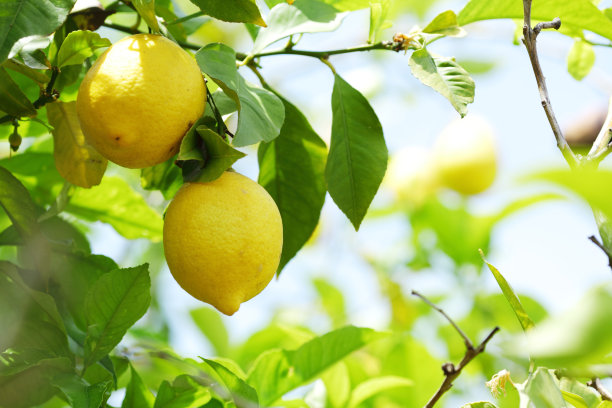 lemon