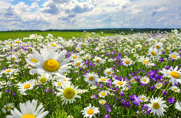 daisy