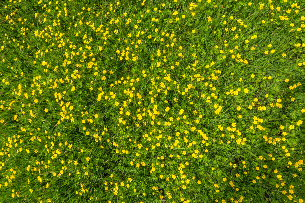 flowering