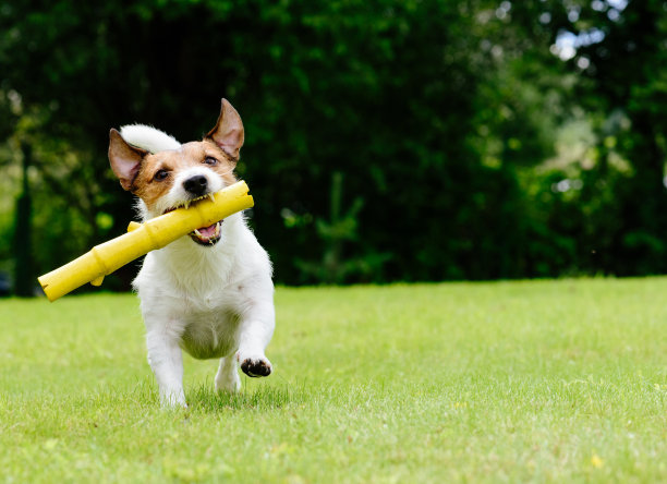 梗犬