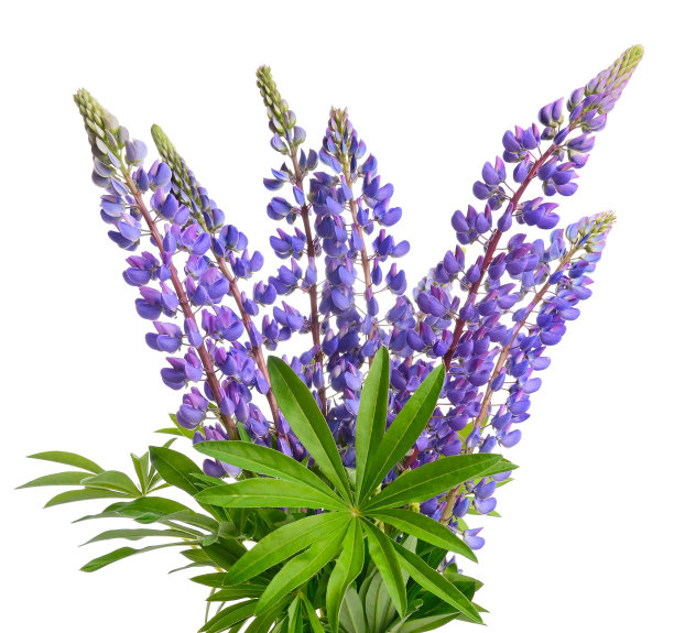 lupinus