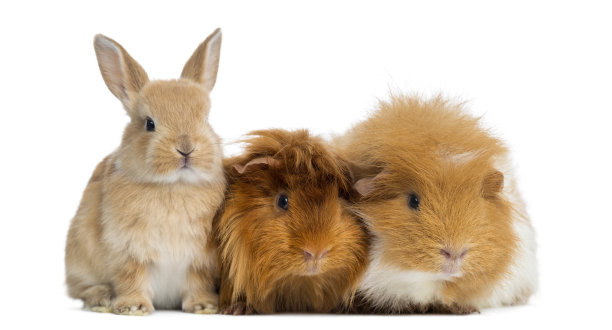 rabbit